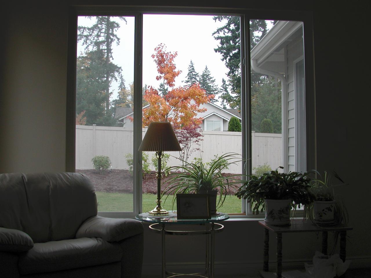 Looking out the family room window to autumn colours