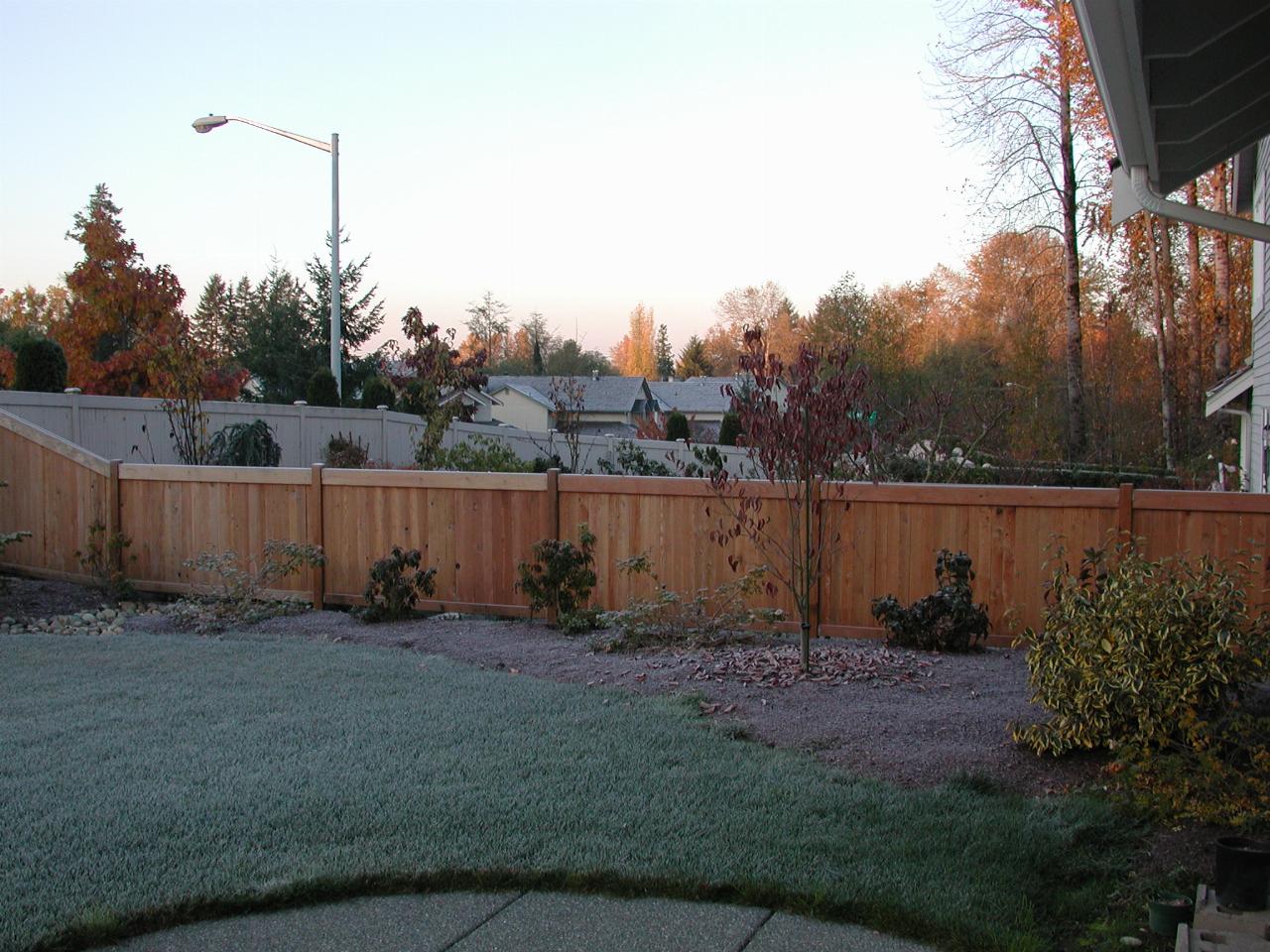 A frosty morning in the backyard