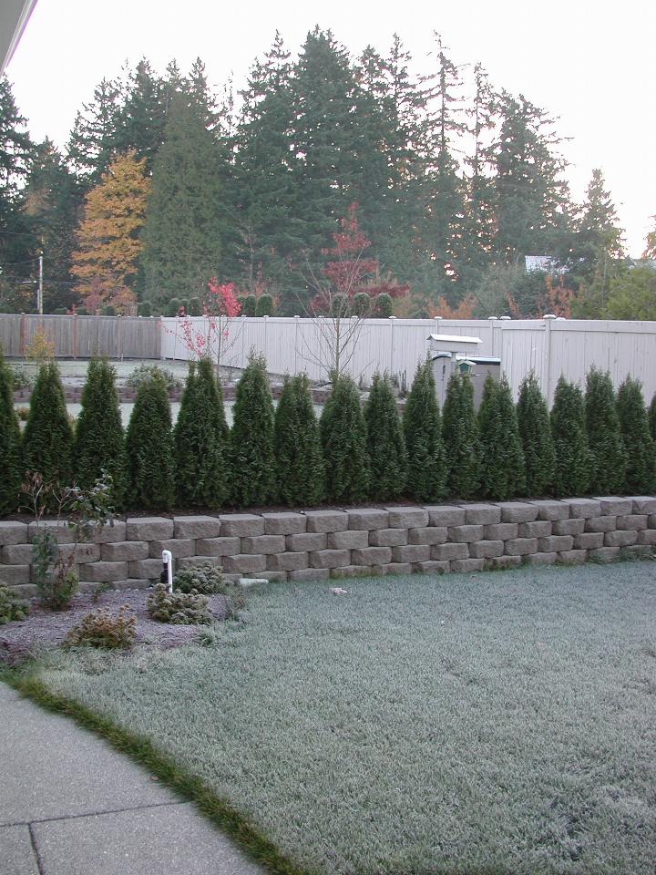 A frosty morning in the backyard