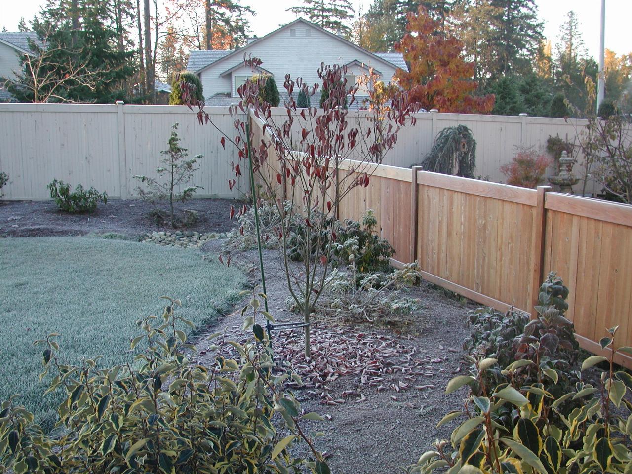 A frosty morning in the yard; the dogwood has lost most of its leaves