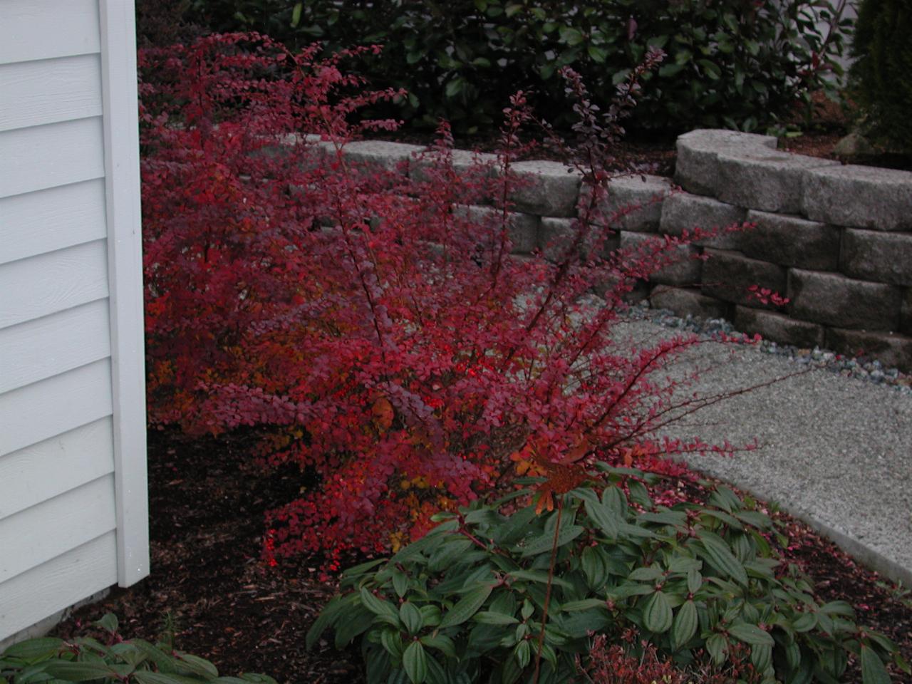 The barberry bushes as the leaves are ready to drop off