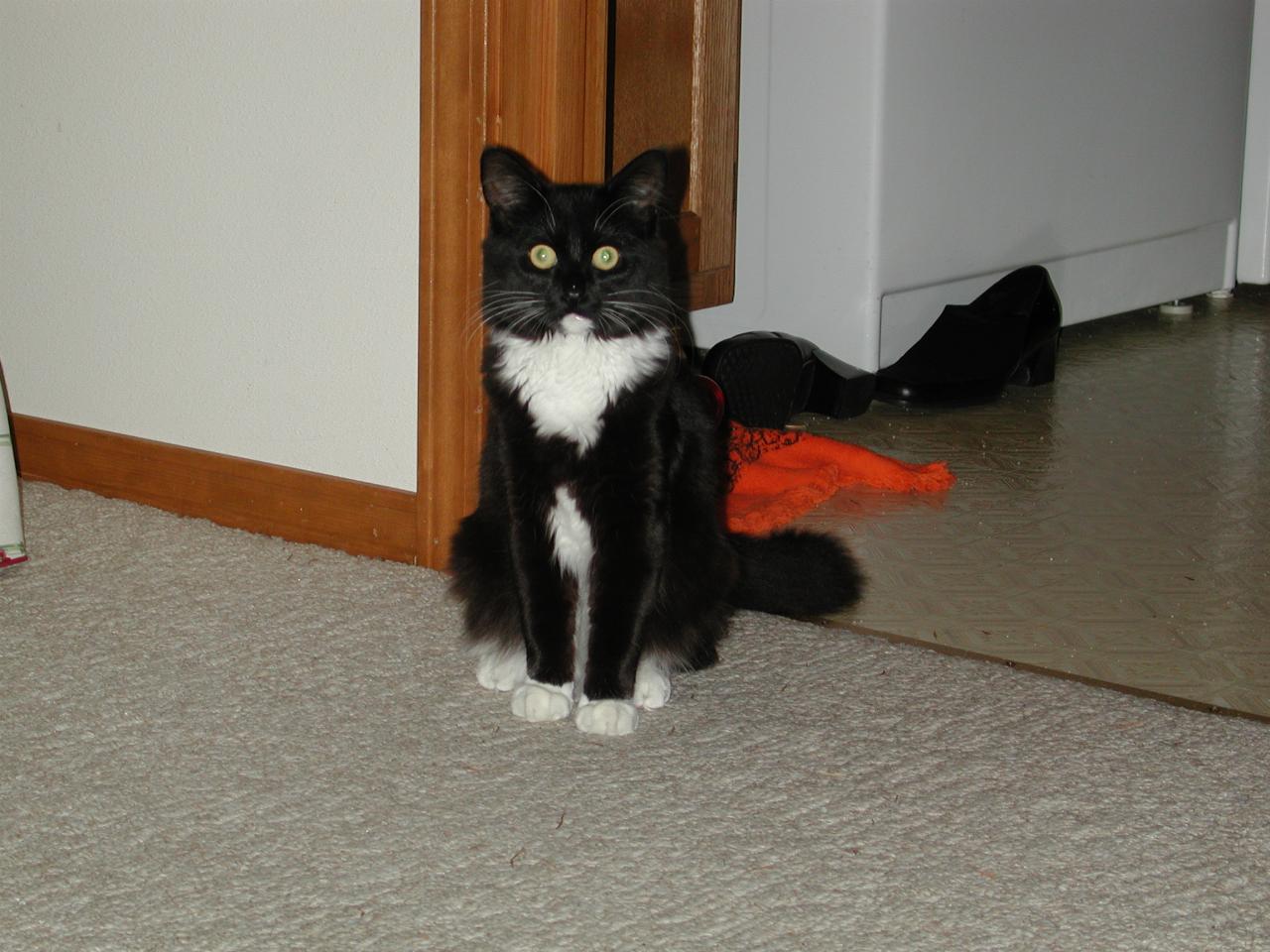 Anabelle - Judy's kitten at 5 months old.