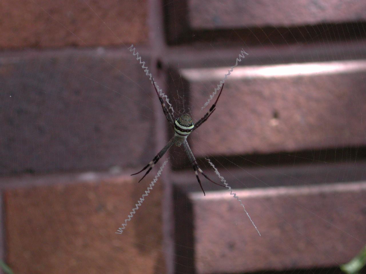 Spider in mum's front garden.