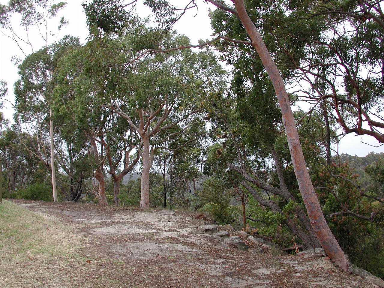 End of Yala Rd at Bangor, NSW