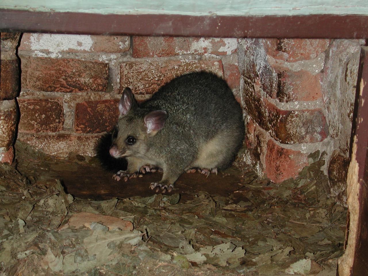 Possum in old cookhouse at David & Christine Morton's Berrima estate