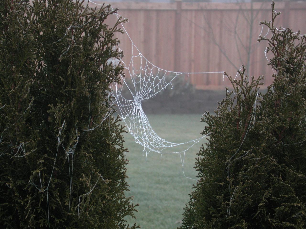 Spider's web with frost/ice on it