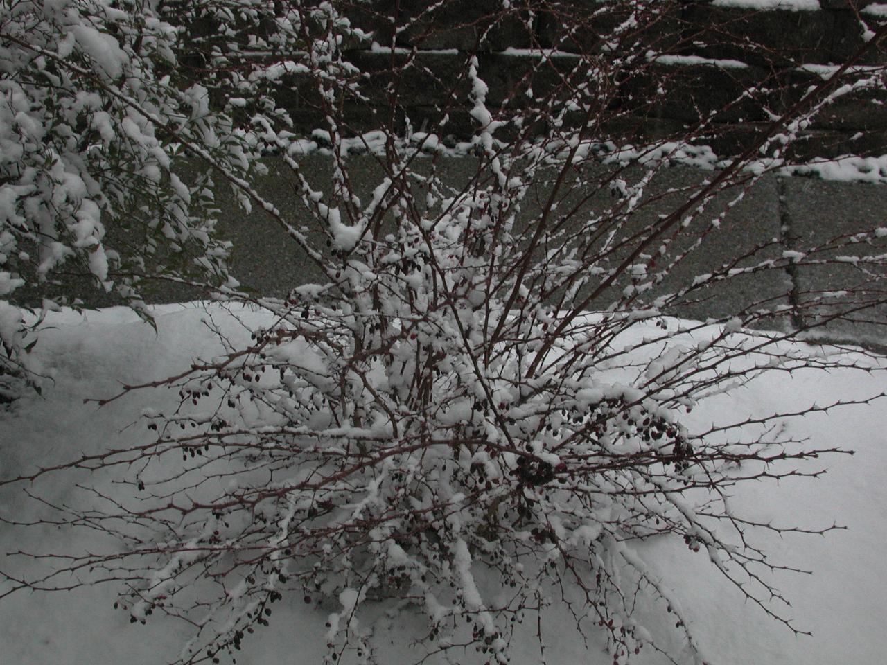 The barberry bushes, with snow