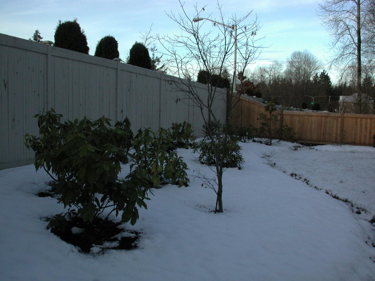 Back garden, with shrubs now free of snow