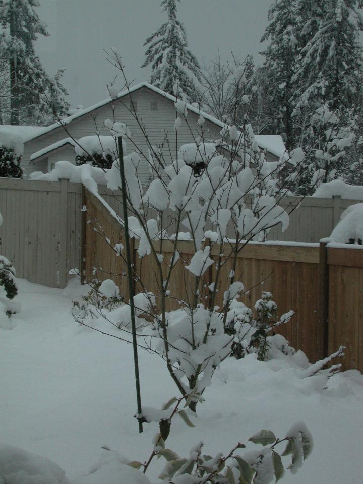 Dogwood tree, with snow rather than leaves.