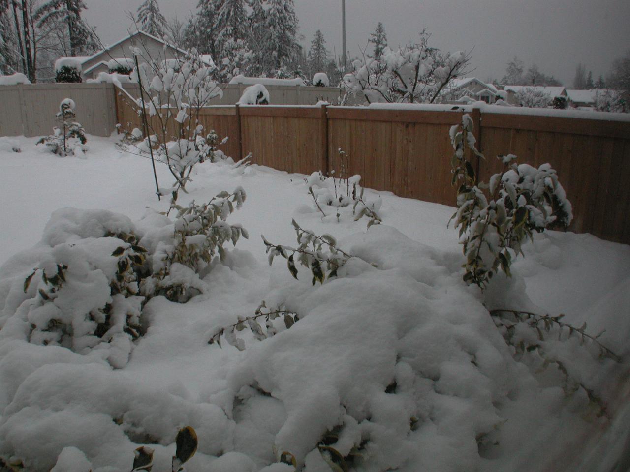 Eleagnus, covered and bent under the snow