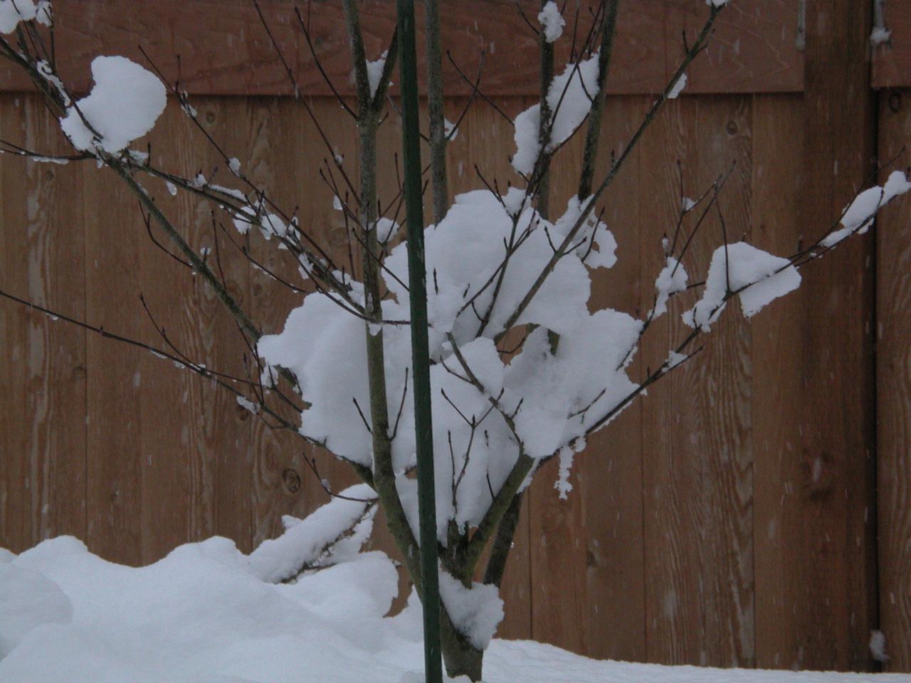 Dogwood snow pack, close up