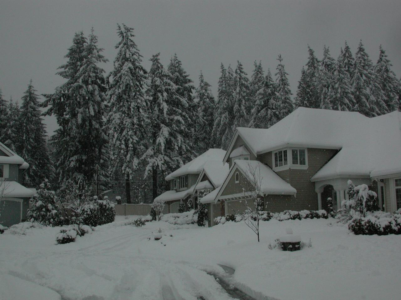 Trees along 81st NE, viewed from front street