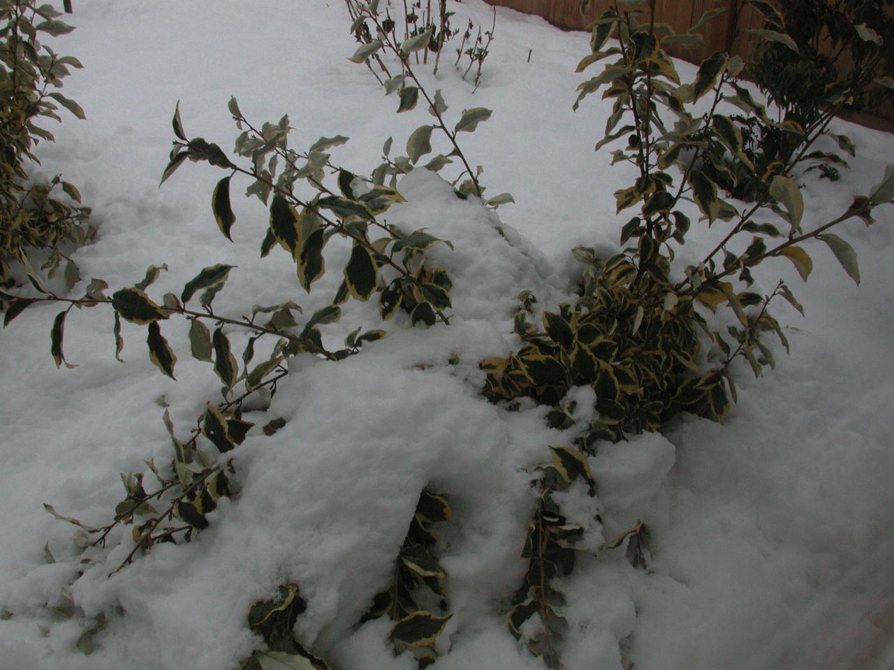 Eleagnus slowly coming out of the snow