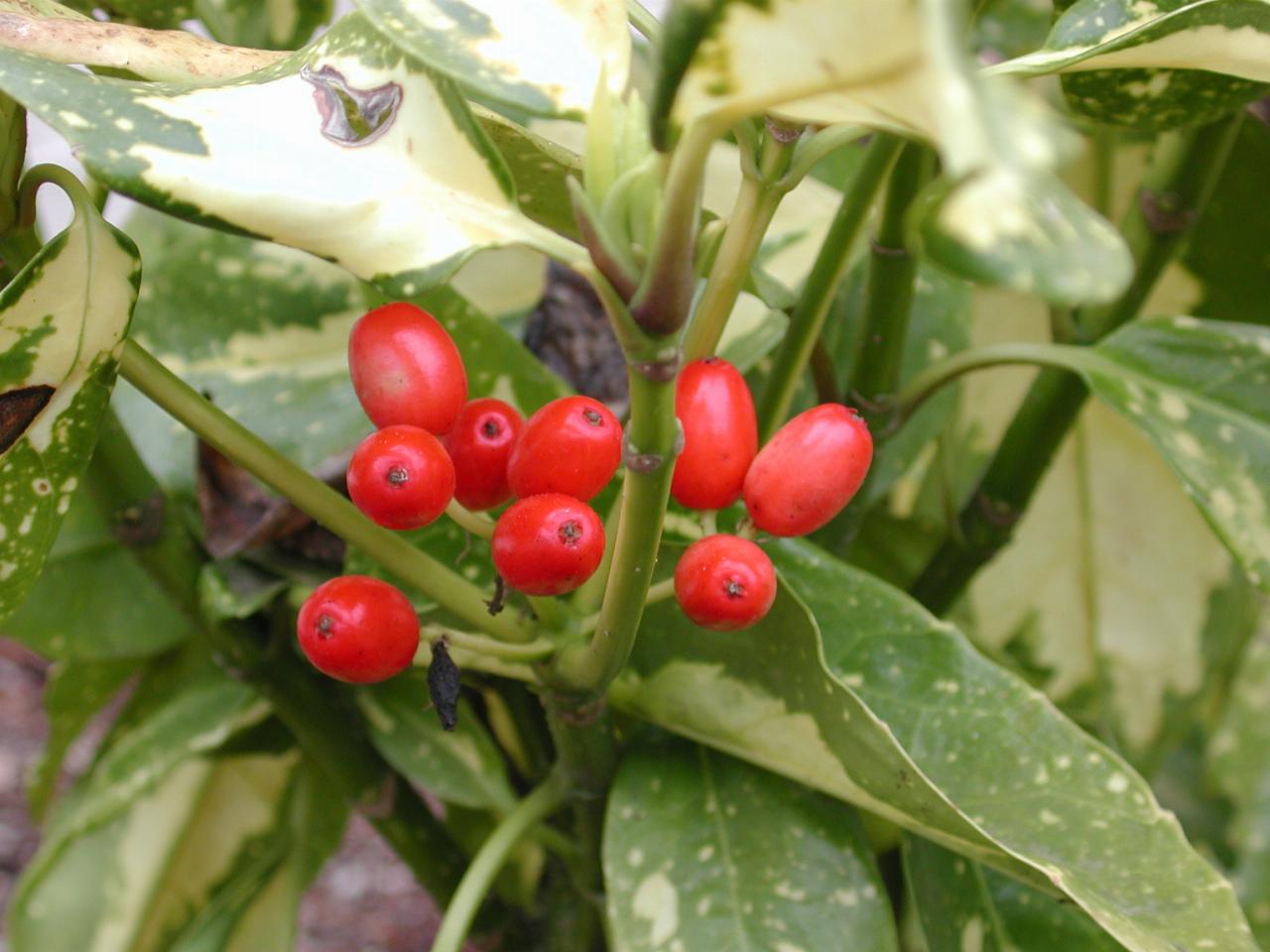 Acuba bush berries