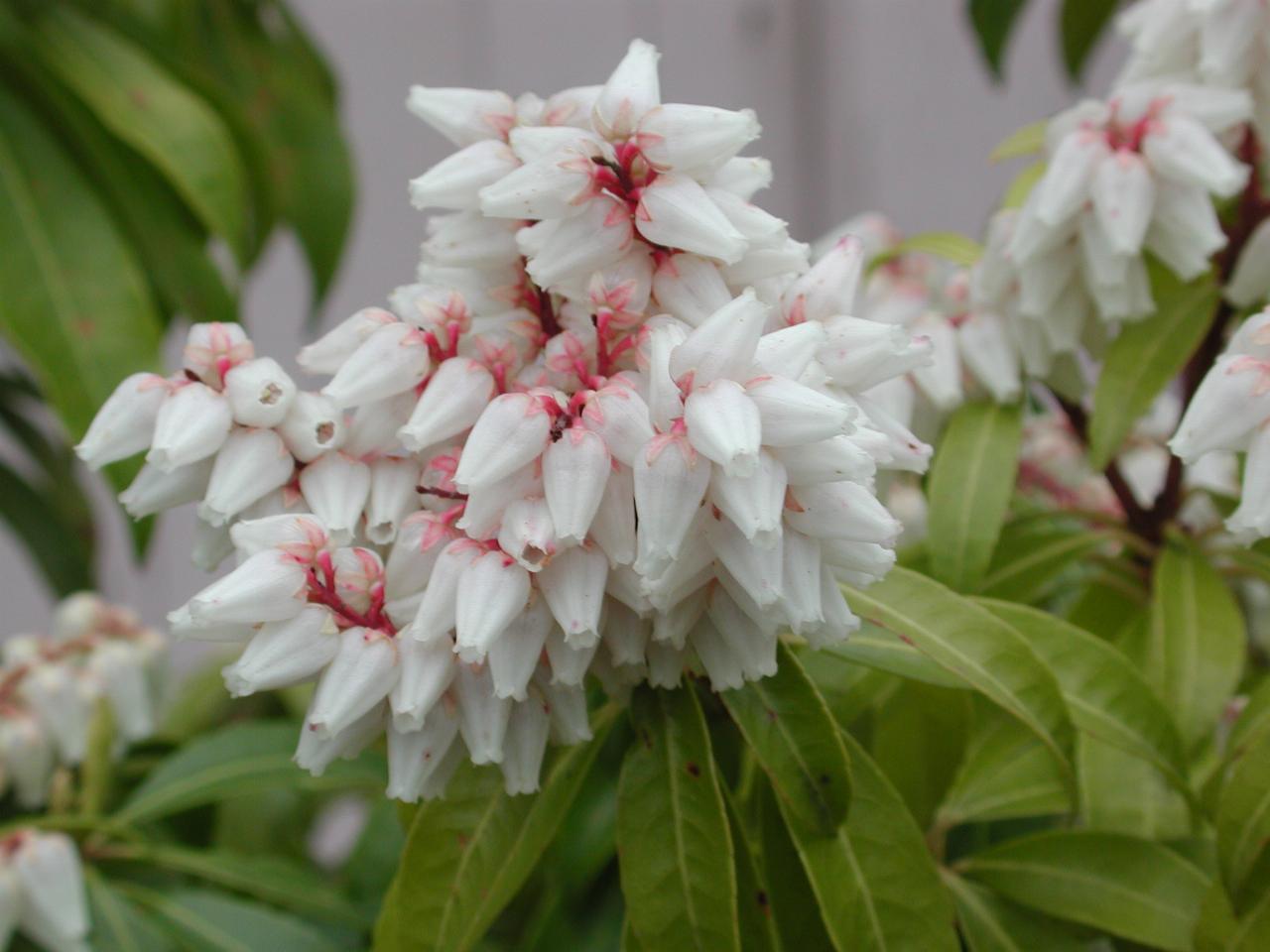 Pieris bushes flowering