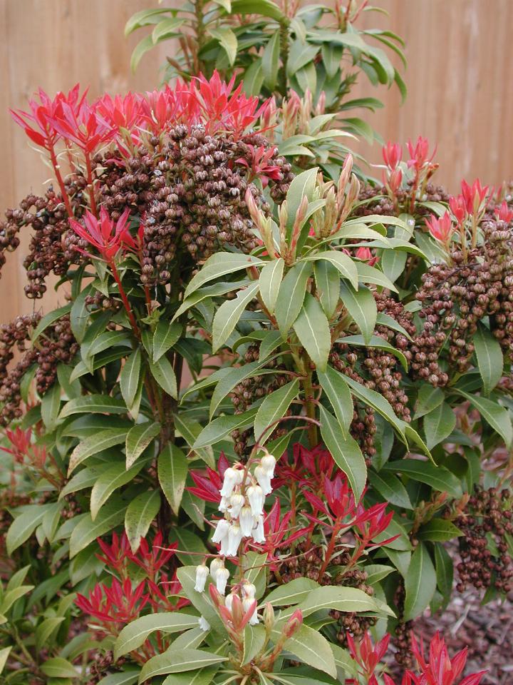 Pieris bushes flowering