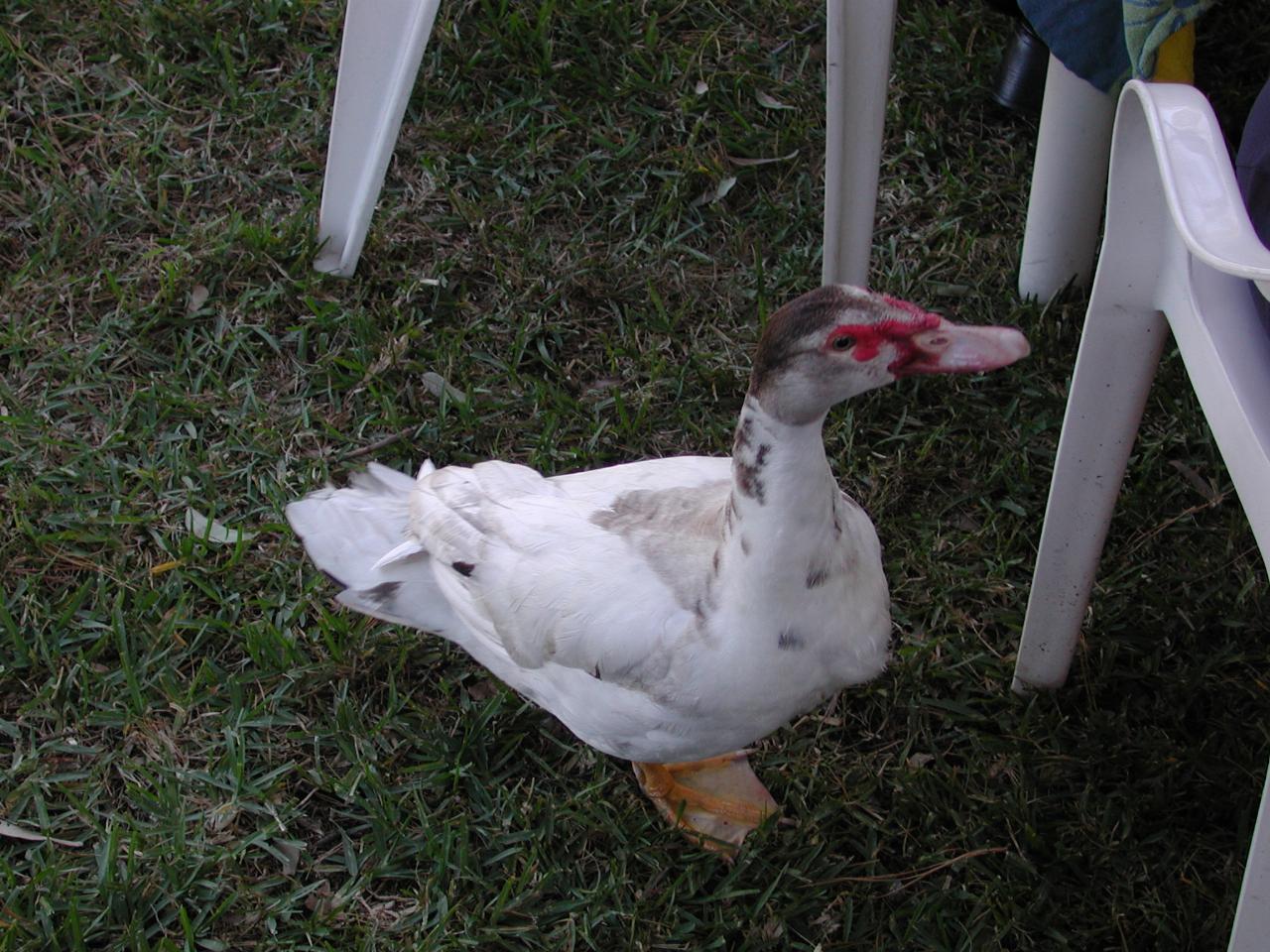 Easter Saturday BBQ - Cameron & Michelle's ducks