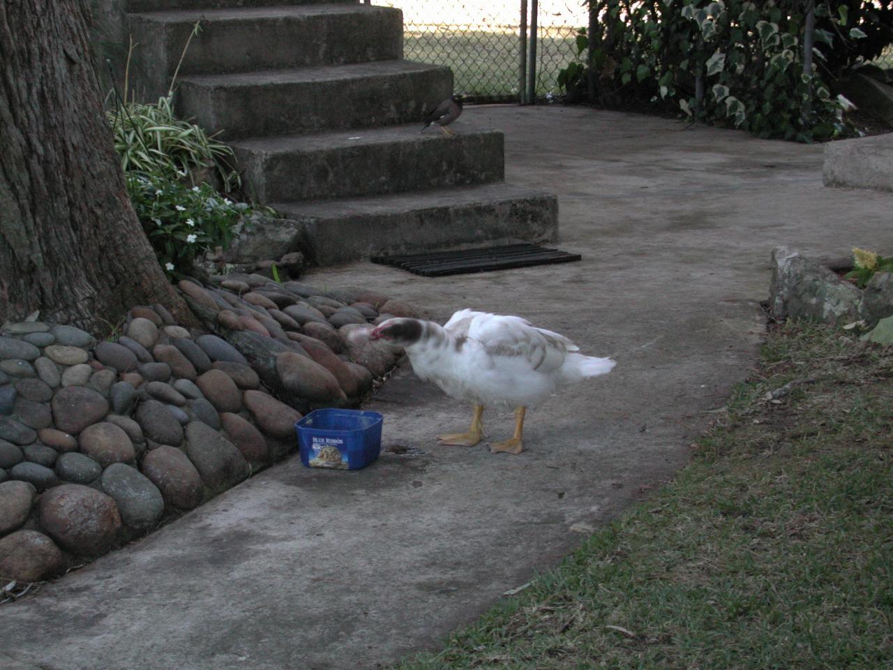 Easter Saturday BBQ - Cameron & Michelle's ducks