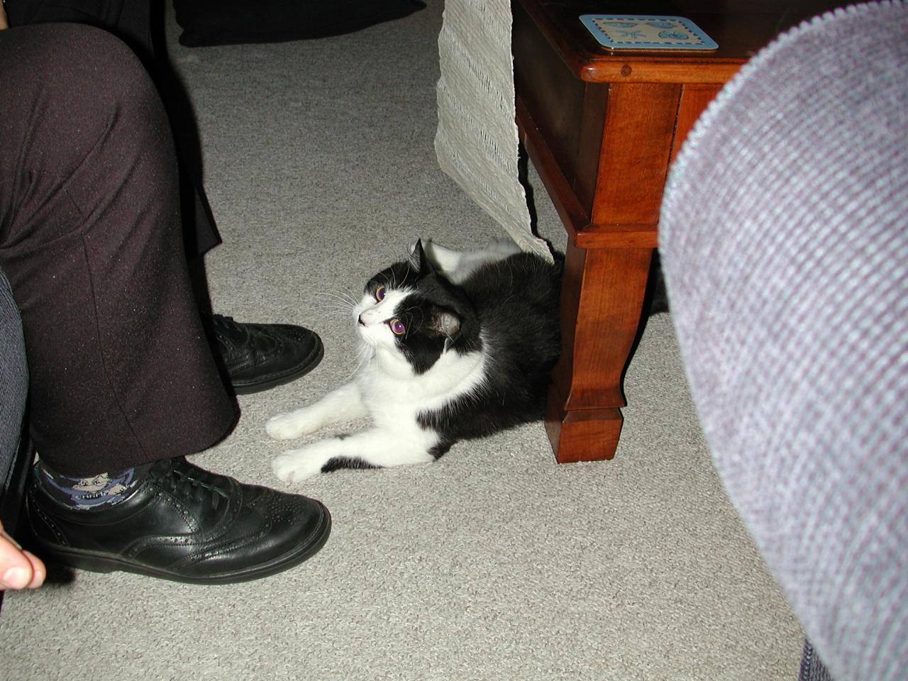 Tim & Kelly's cat 'Lentil' at Cronulla