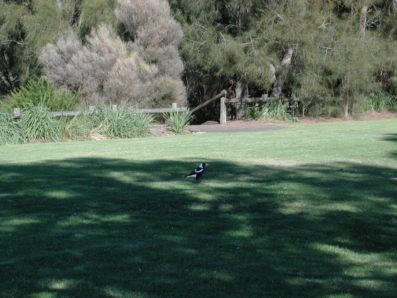 Currawong at Earlwood Car Park