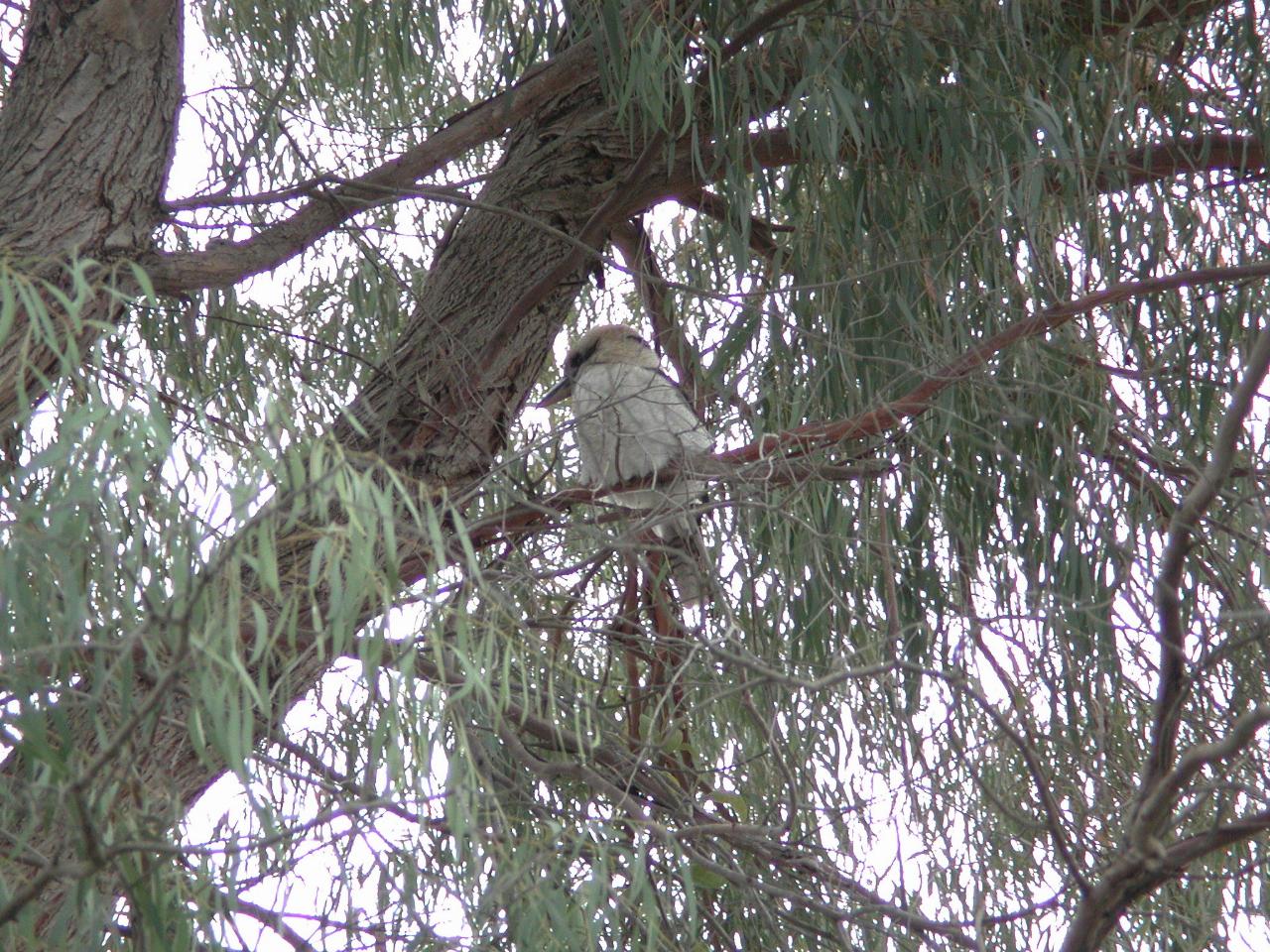 Kookaburra in tree at back of mum's home