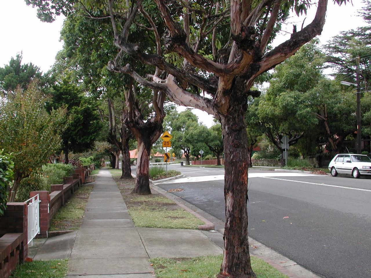 Darley Road, Bardwell Park, seen from Slade Road junction