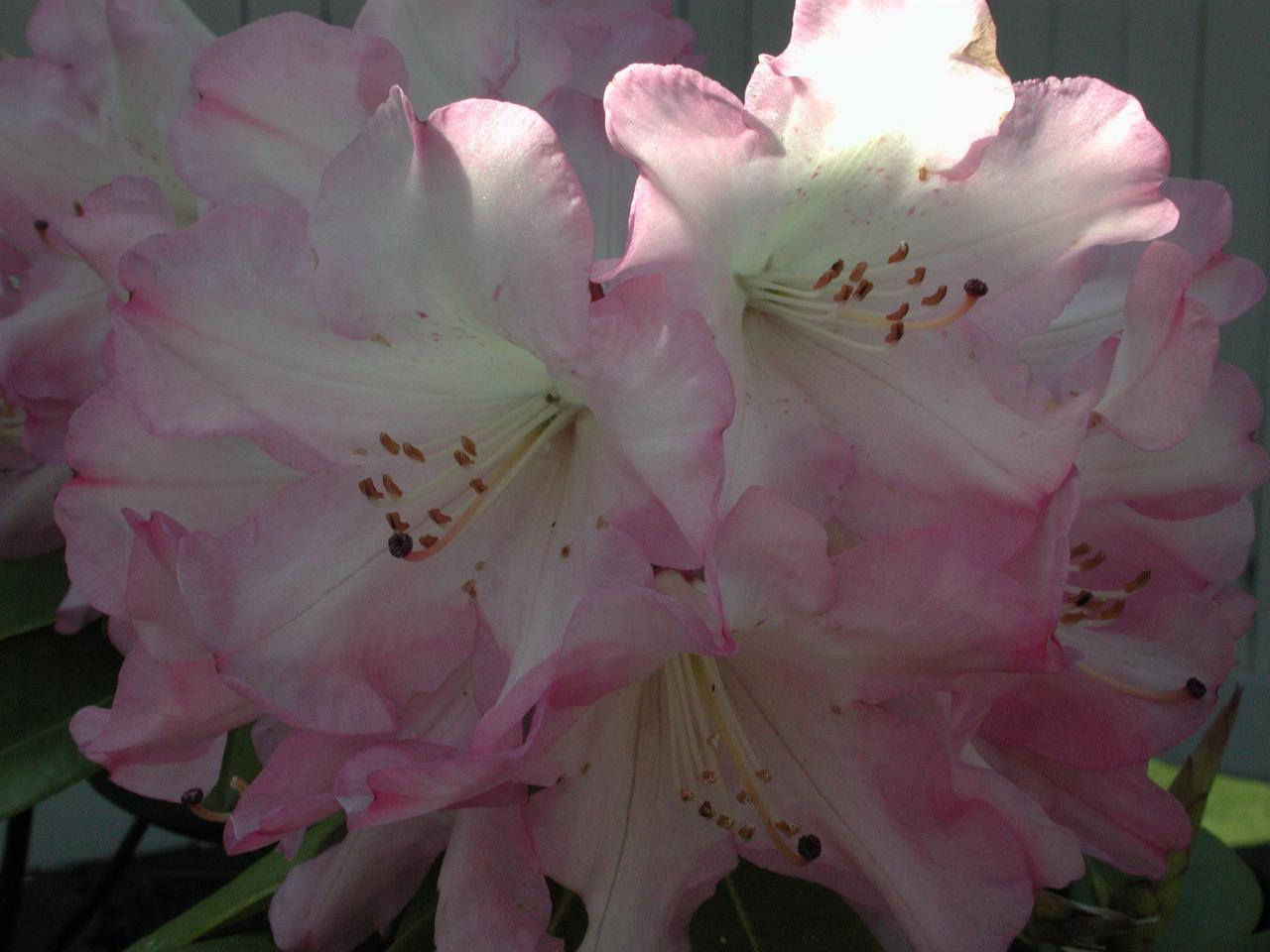 First Rhododendrum in bloom - just one cluster!