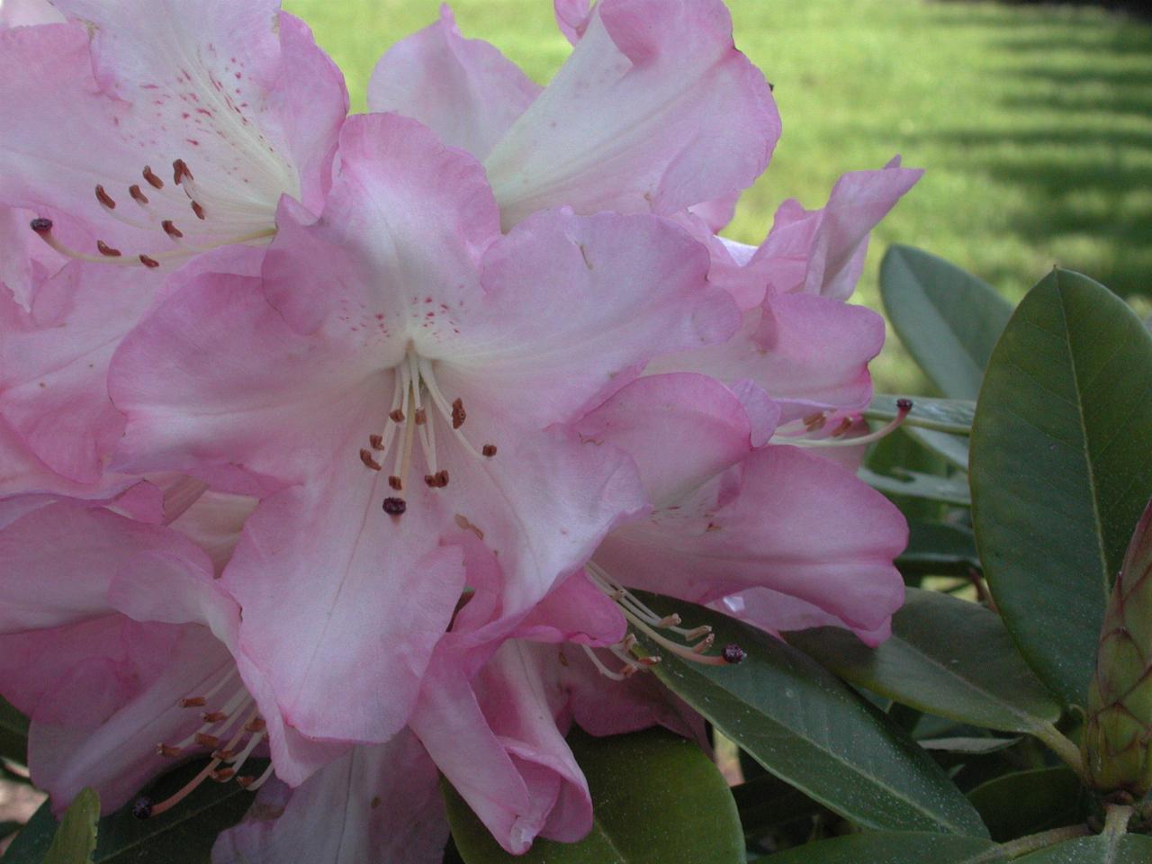 First Rhododendrum in bloom - just one cluster!