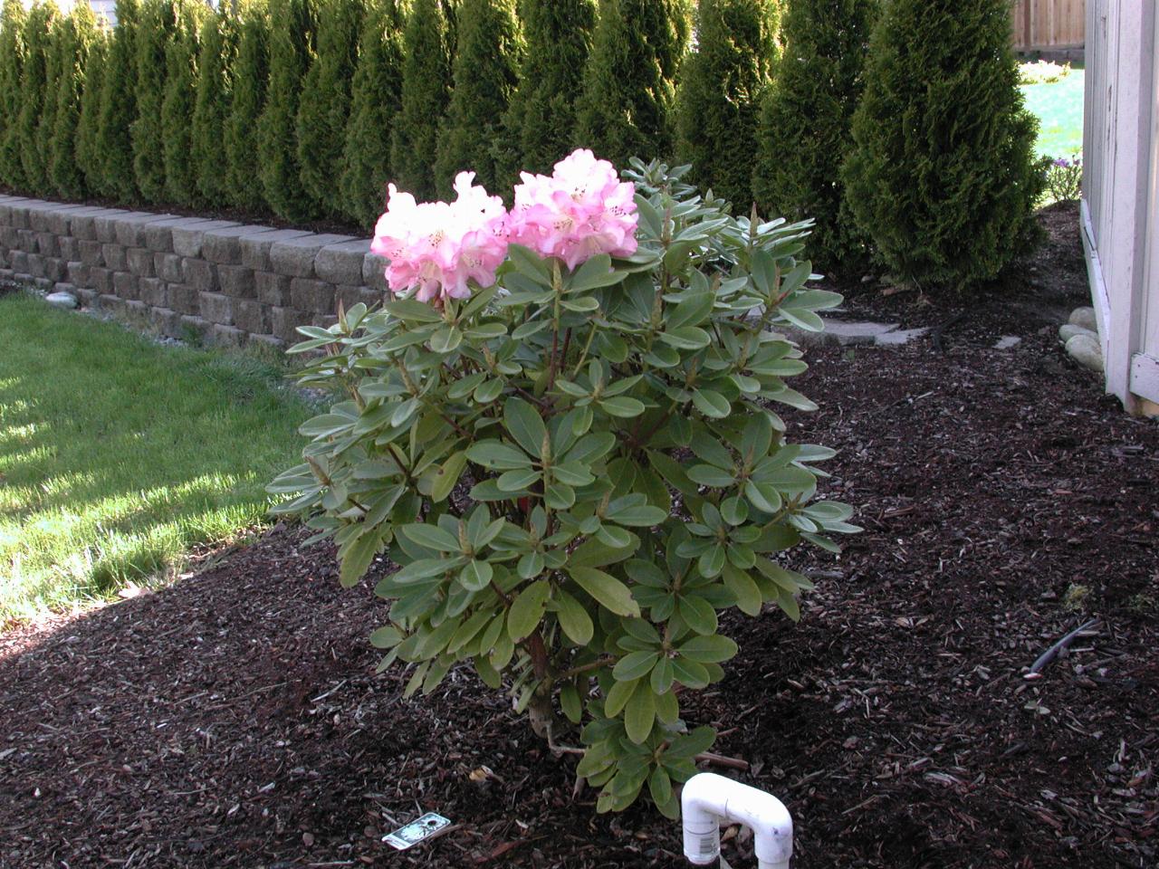 First Rhododendrum in bloom - just one cluster!