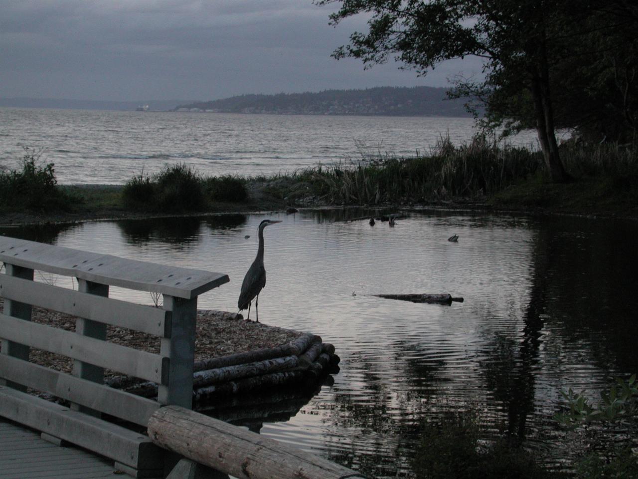 Sunset at Golden Gate Park at Shilshole