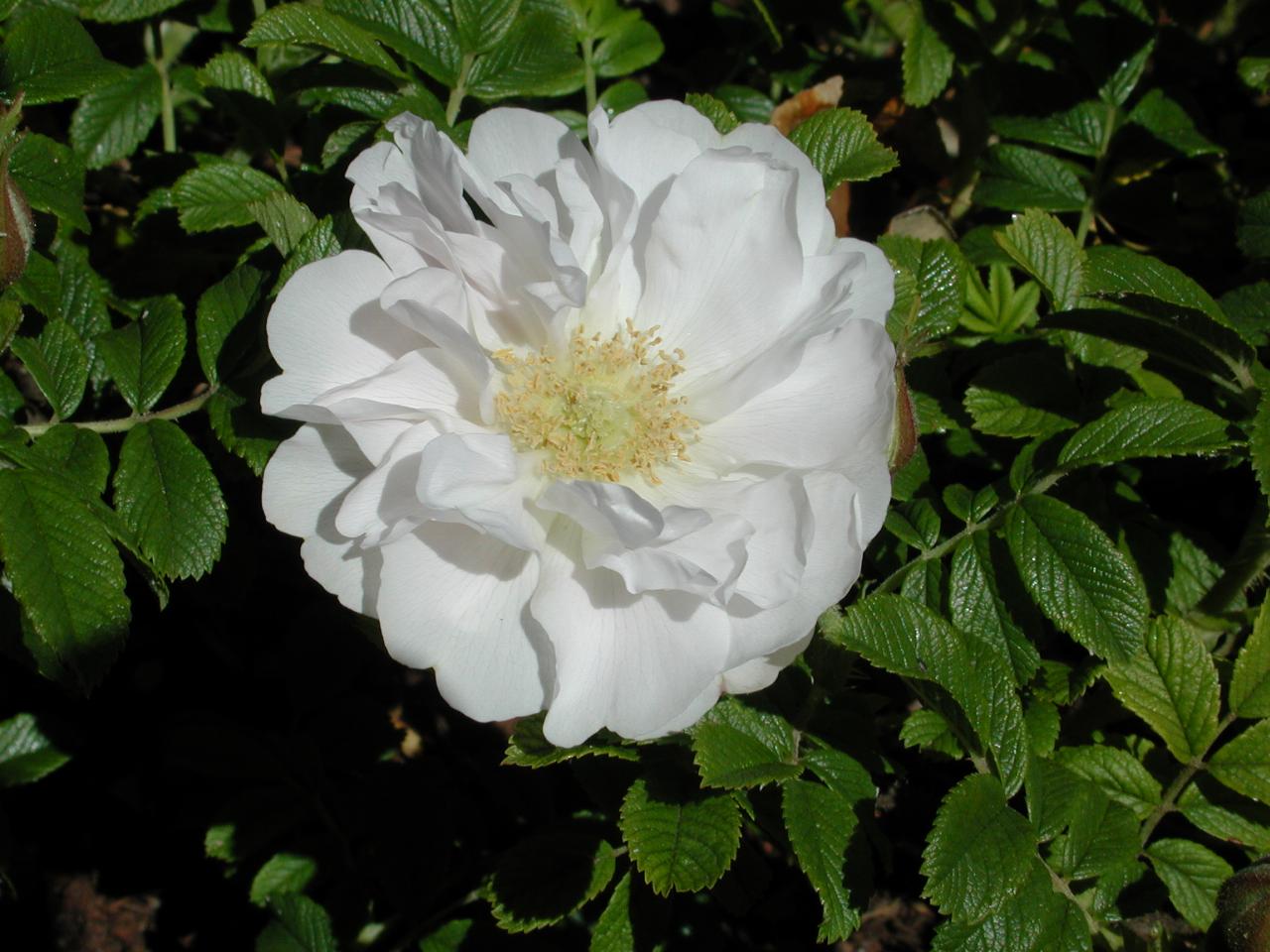 First rose bloom of 2001