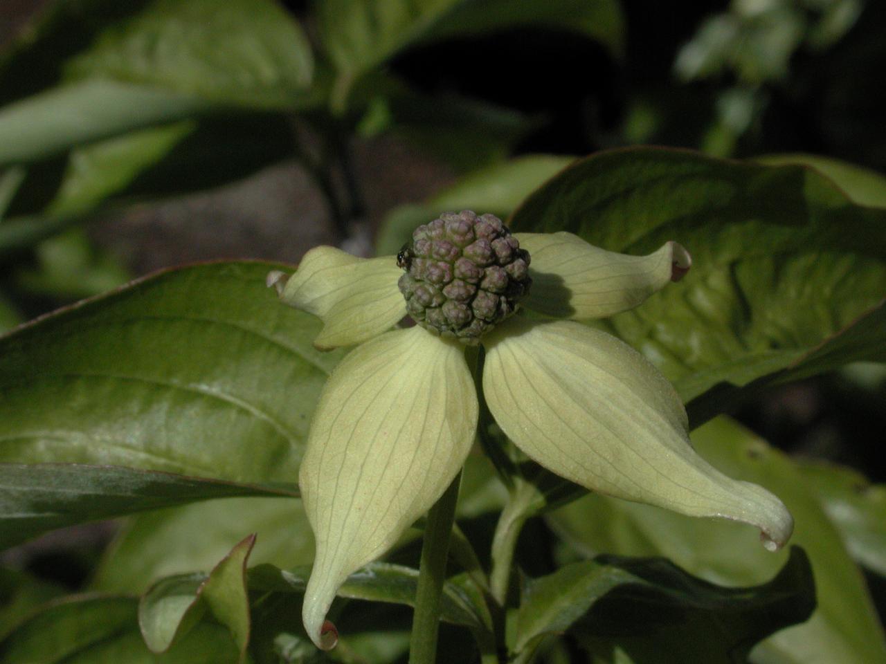 Korean Dogwood's first bloom ever in my backyard