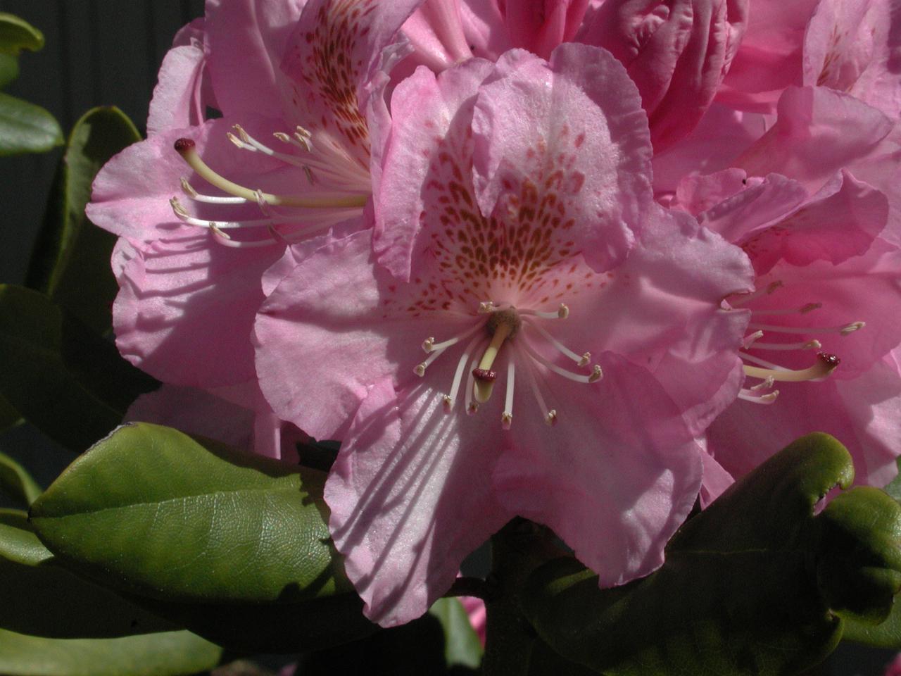 Another of my rhododendron's in bloom