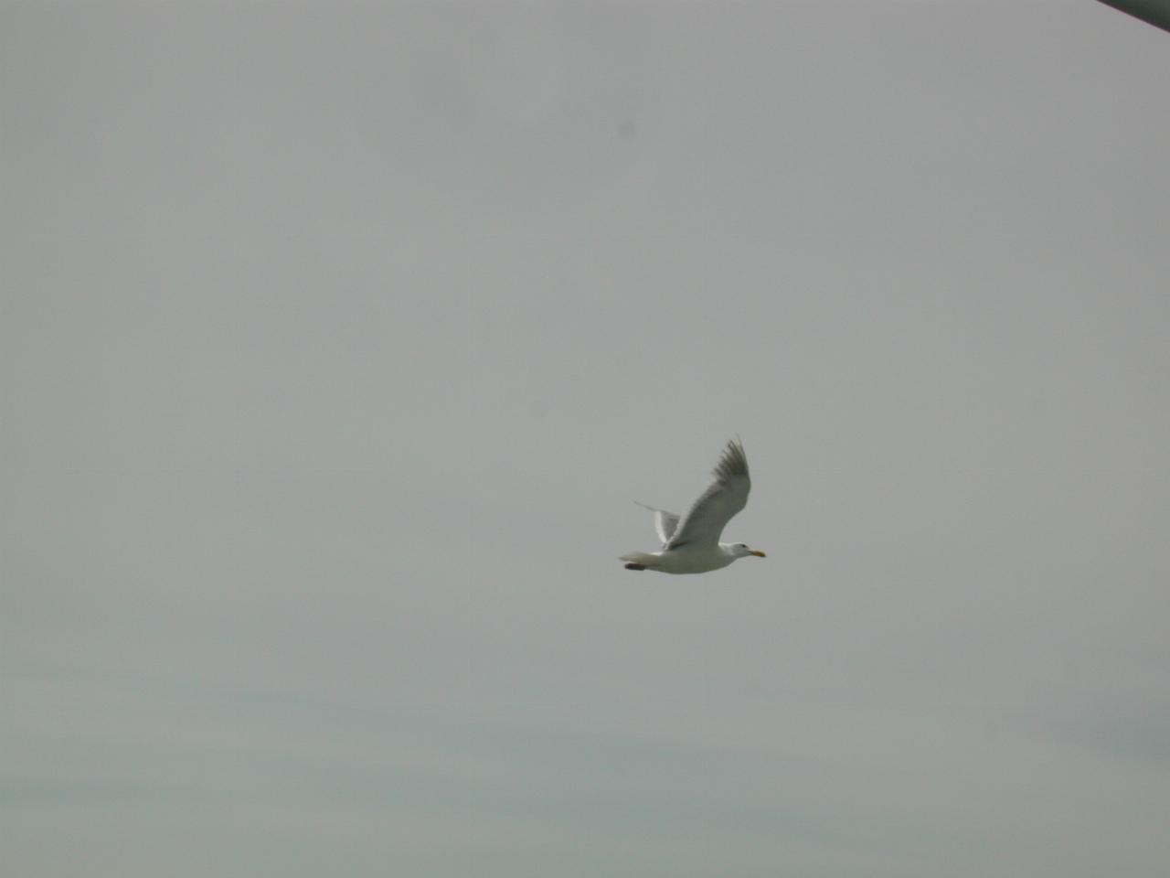 Seagulls accompanied the ferry