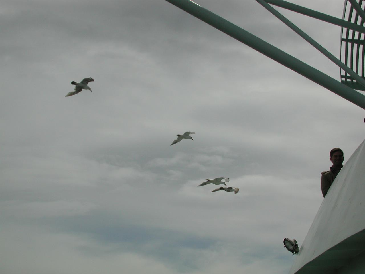 More seagull flock