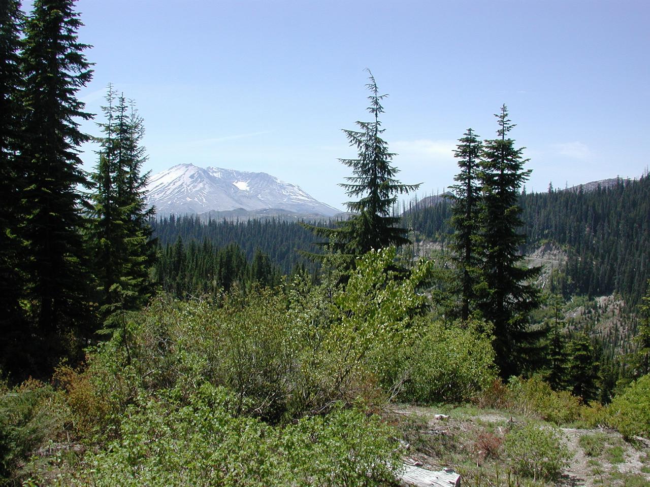 Bear Meadow, Gifford Pinchot National Forest, looking to MSH (first viewpoint in forest)