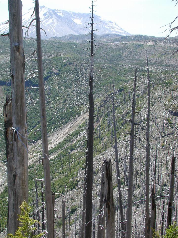 Edge, showing fallen trees and regrowth