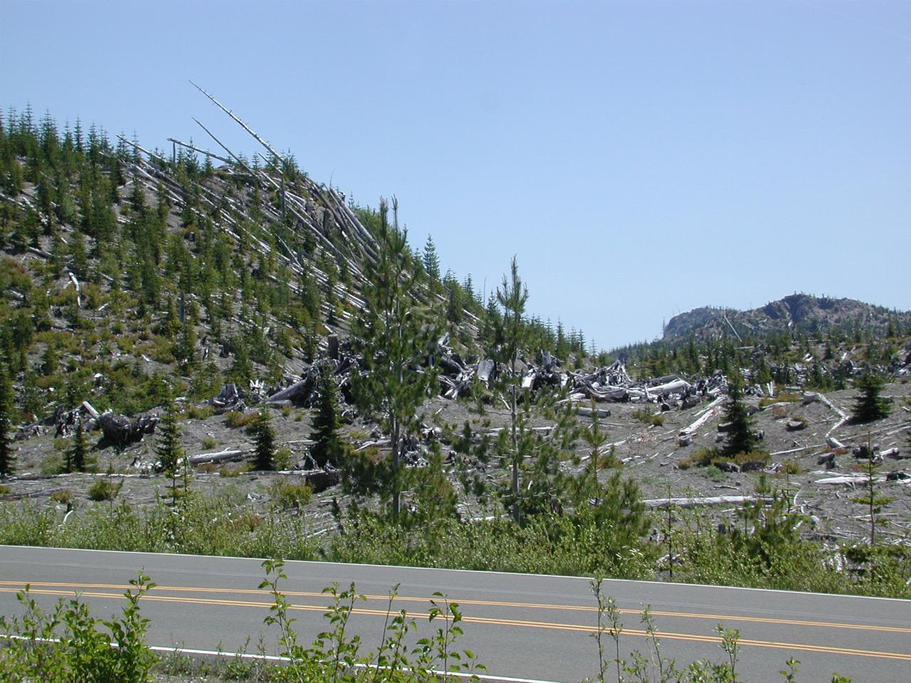 Fallen trees and new growth across the road from the car at Meta Lake