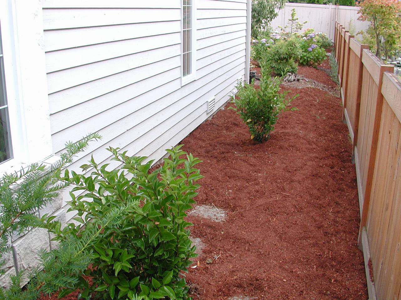 Side lane after bark and with Russian Laurels planted (from front)