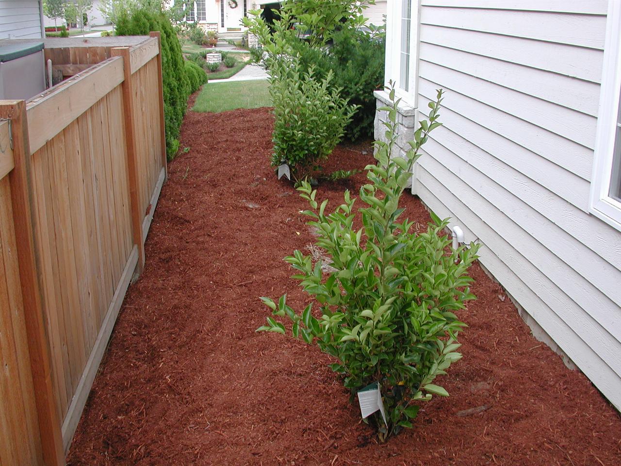 Side lane after bark and with Russian Laurels planted (from back)