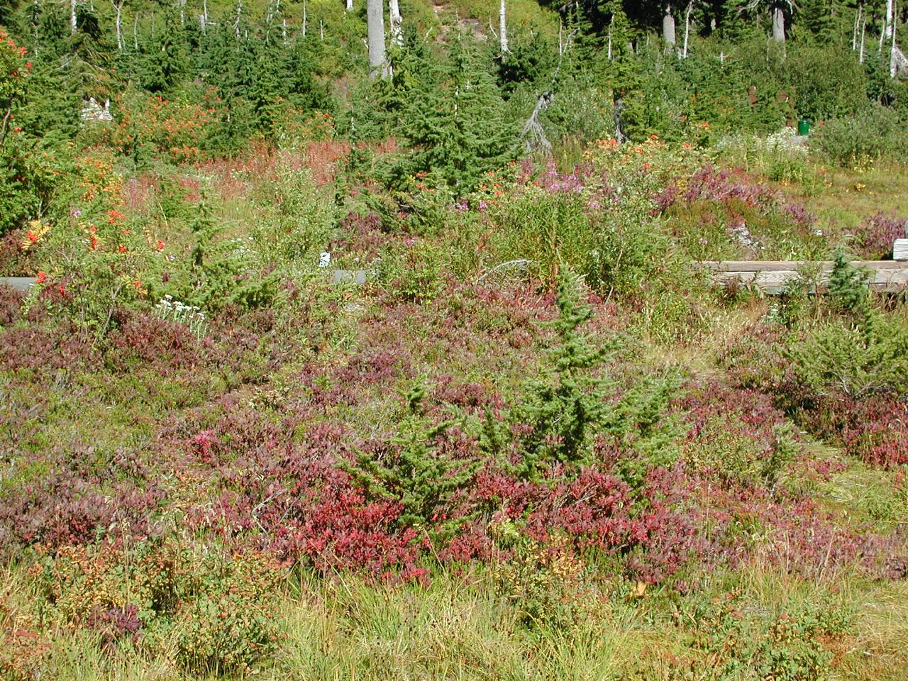 Autumn colours starting to show