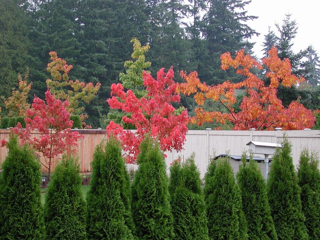 Autumnal colour - Deal's yard and outside trees