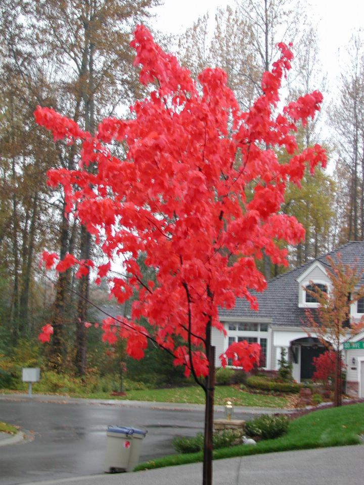 Autumnal colour - tree in lot 12 across from home (blurred)