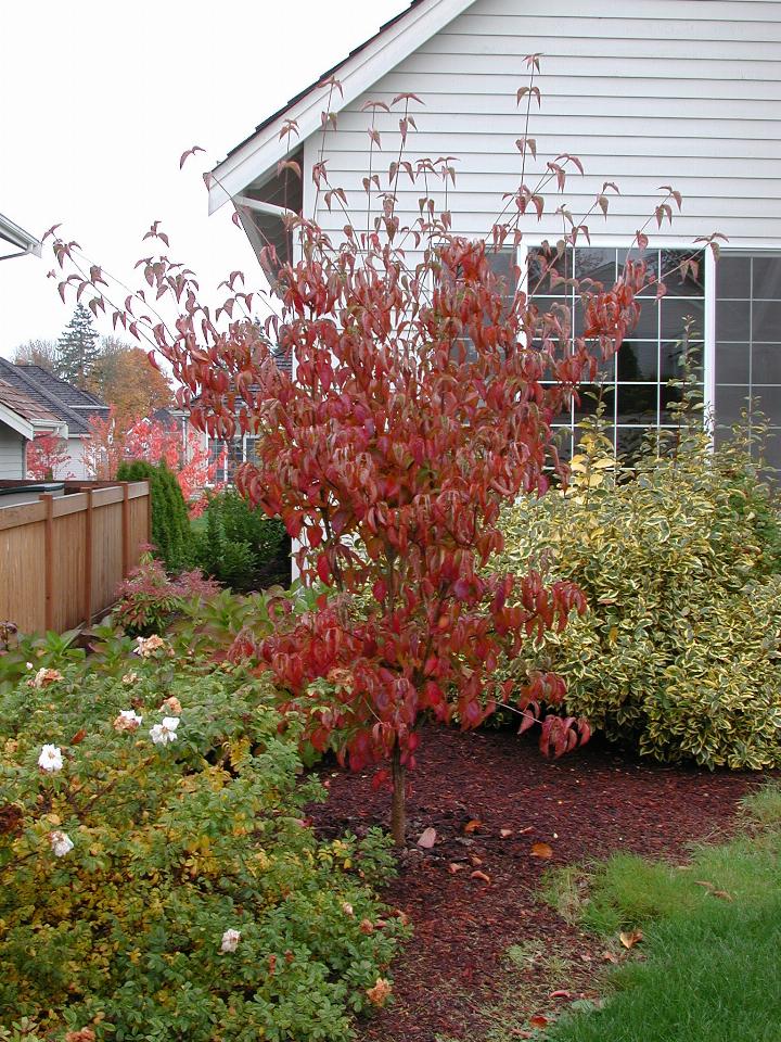 My Korean Dogwood turning red for autumn