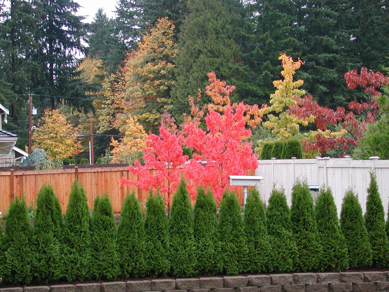 From my back yard, looking east