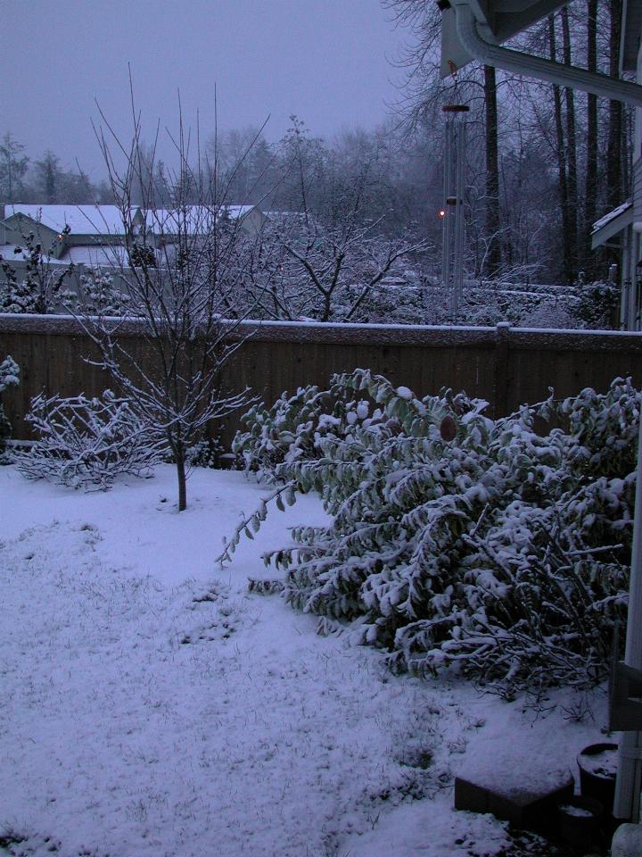 Winter garden in snow, Eleagnus weighed down, though