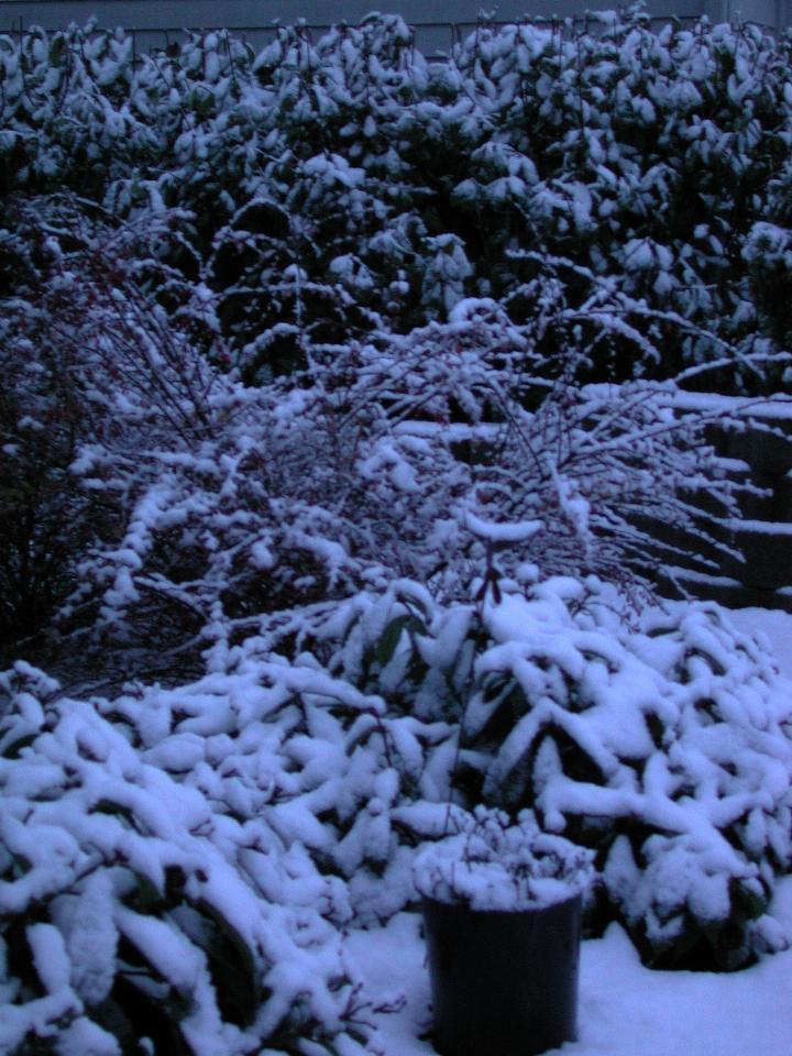 The Barberry bushes and Viburnum under snow