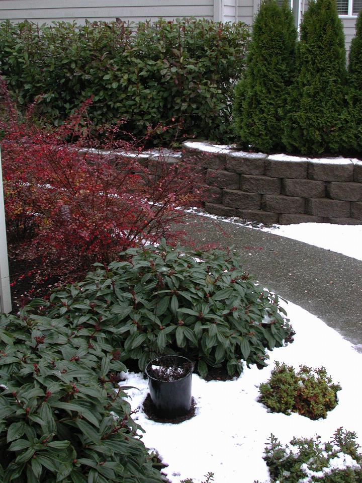 Barberry and Viburnum now snowless too