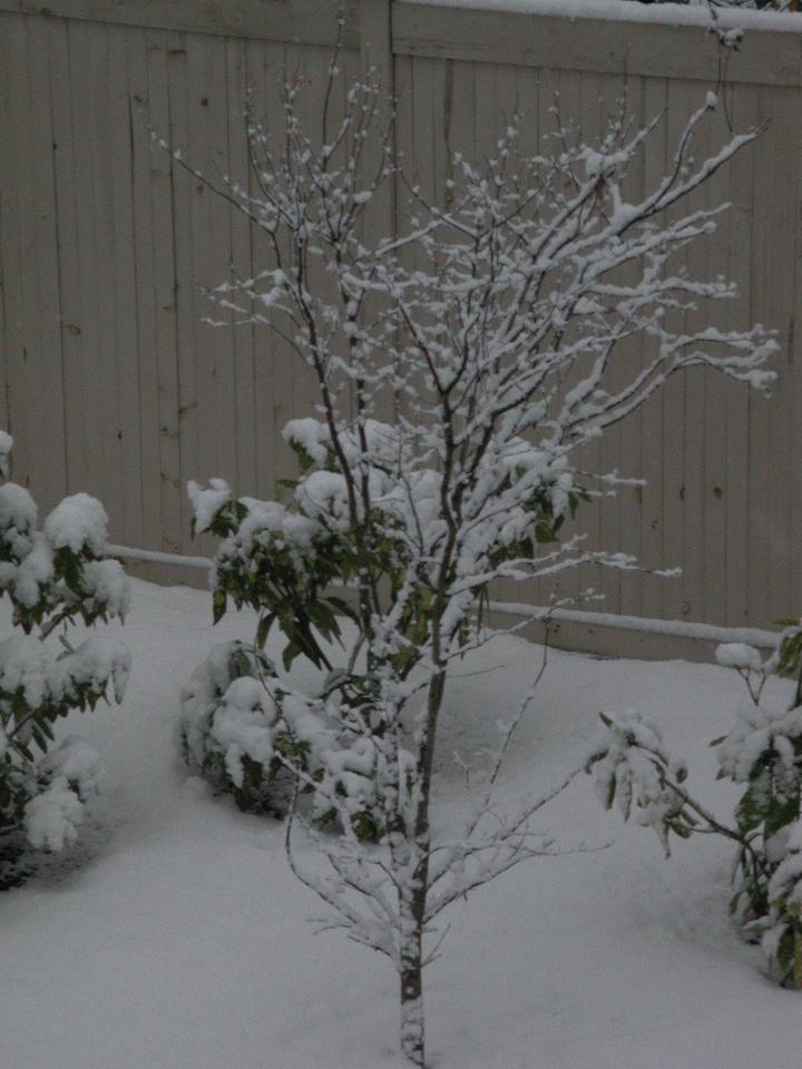 Snow sticking to the back yard maple tree