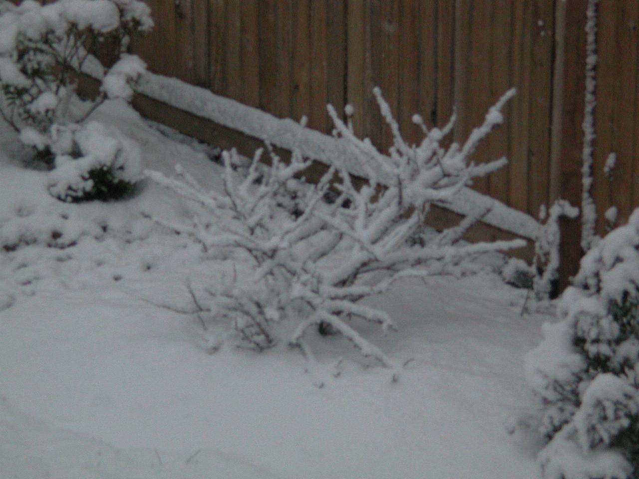 Snow sticking to the back yard rose bush